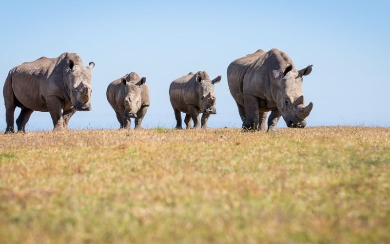 Botliers-Rhino